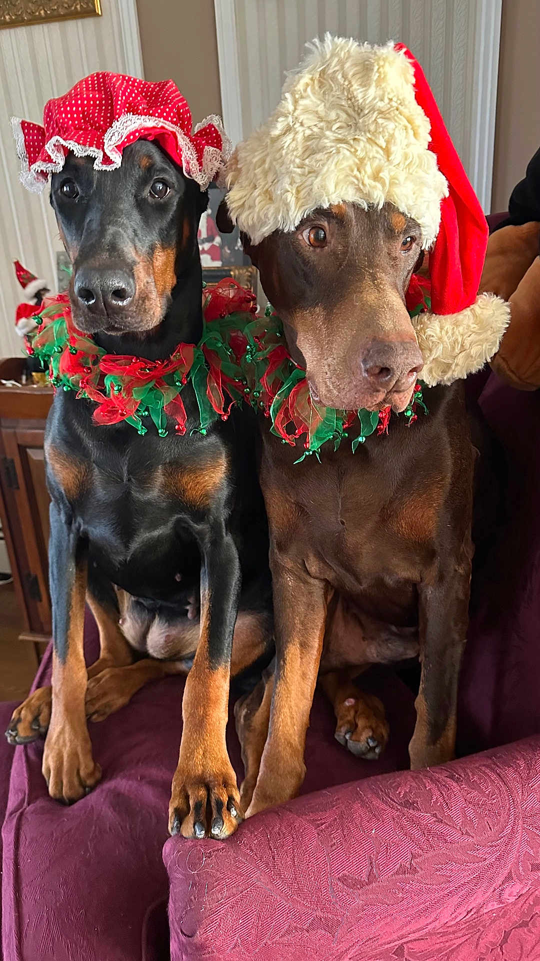 Duce And Lilly is registered to the contest to win money with this photo: doberman, dog, pet, christmas_hat, holiday_costume, festive, indoor, couch, maroon, decor, red, green, sitting, two_dogs, animal, canine, portrait, cute, costume, holiday