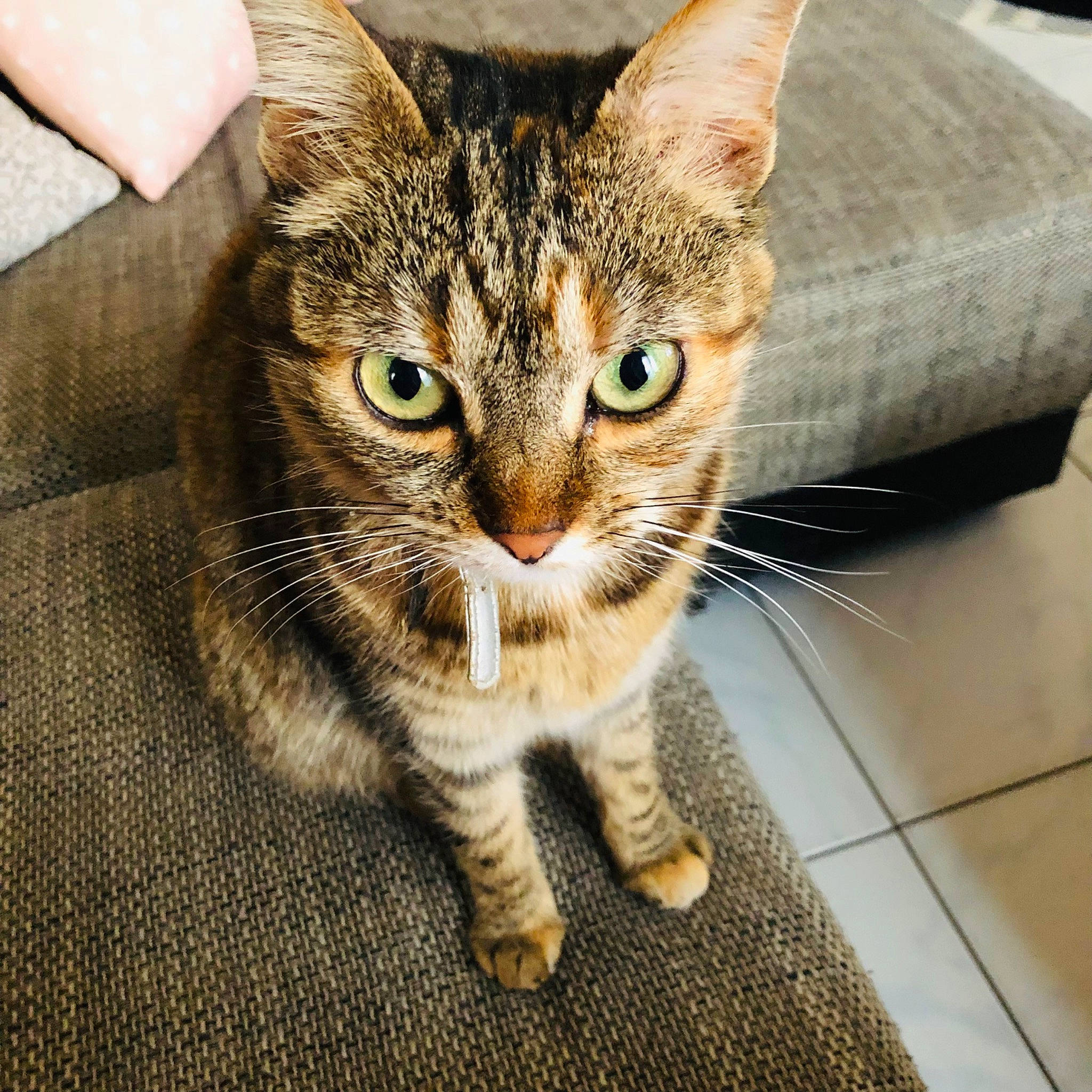 Hermione participe au concours pour gagner de l'argent avec cette photo : carnivore, cat, claw, domestic_short_haired_cat, fawn, felidae, flooring, foot, fur, hair, paw, sitting, small_to_medium_sized_cats, snout, tail, terrestrial_animal, tile_flooring, whiskers, wildlife