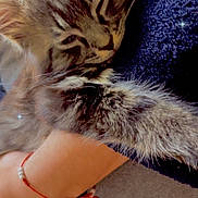 Dior joined the competition — help win amazing prizes! cat, kitten, sleeping, fur, tabby, pet, animal, cuddle, arms, blue_fleece, closeup, whiskers, soft, cute, resting, domestic_animal, comfort, feline, hand, bracelet