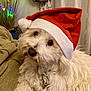 Jelly participe au concours pour gagner de l'argent avec cette photo : animal, cheerful, christmas, companion, cozy, curtain, cute, dog, domestic, festive, fluffy, fur, head_tilt, holiday, indoor, lights, pet, portrait, santa_hat, white_dog