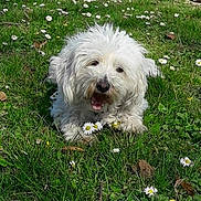 Jelly participe au concours pour gagner de l'argent avec cette photo : animal, canine, close_up, cute, daisies, dog, field, flowers, fur, grass, greenery, happy, lying_down, nature, outdoor, pet, playful, spring, sunlight, white_dog