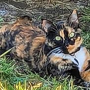 Lily joined the competition — help win amazing prizes! cat, calico_cat, grass, outdoor, animal, pet, feline, lying_down, nature, fur, whiskers, ears, eyes, collar, ground, mammal, resting, closeup, texture, daylight