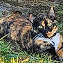 cat, calico_cat, grass, outdoor, animal, pet, feline, lying_down, nature, fur, whiskers, ears, eyes, collar, ground, mammal, resting, closeup, texture, daylight