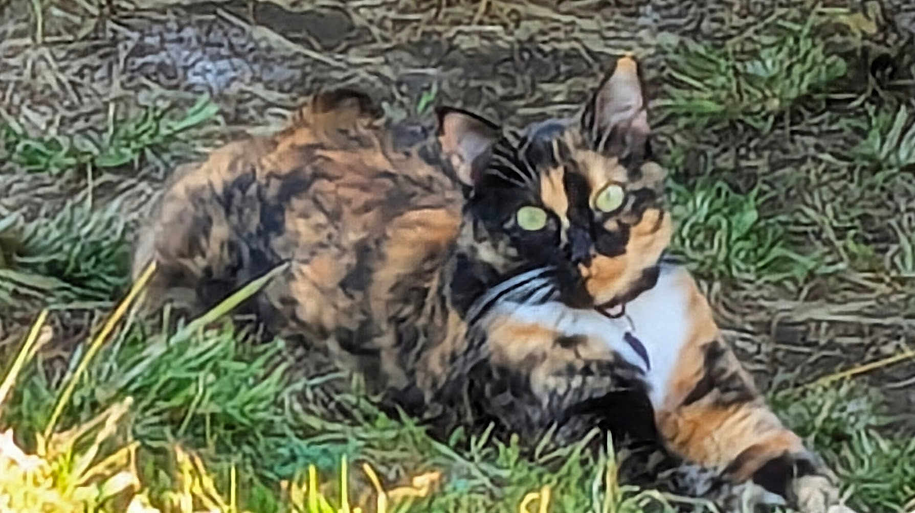 Lily