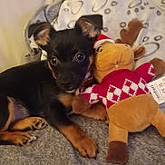 Caline a rejoint le concours — aidez-le/la à gagner de superbes lots ! animal, bed, bedroom, blanket, bulldog, canine, chihuahua, couch, cushion, dog, furniture, homedecor, hound, labradorretriever, pet, plush, puppy, teddybear, terrier, toy