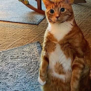 Sonny is registered to the contest to win money with this photo: animal, blanket, carpet, cat, curious, cute, domestic_cat, ears, eyes, feline, floor, fur, home, indoor, mammal, orange_tabby, pet, rocking_chair, standing, whiskers