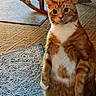 animal, blanket, carpet, cat, curious, cute, domestic_cat, ears, eyes, feline, floor, fur, home, indoor, mammal, orange_tabby, pet, rocking_chair, standing, whiskers