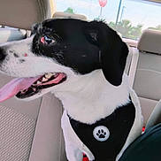 Max is registered to the contest to win money with this photo: dog, black_and_white, car_interior, backseat, harness, tongue_out, pet, animal, window, seat, headrest, stop_sign, daylight, happy, looking_sideways, fur, ears, leather_seat, travel, road_trip