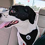 dog, black_and_white, car_interior, backseat, harness, tongue_out, pet, animal, window, seat, headrest, stop_sign, daylight, happy, looking_sideways, fur, ears, leather_seat, travel, road_trip