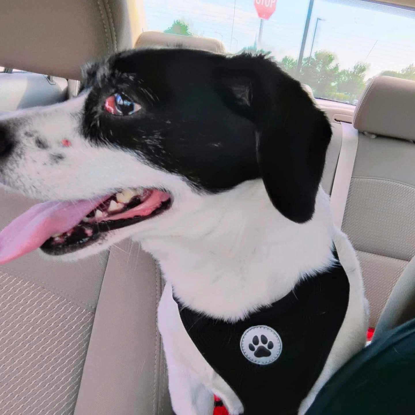 Max is registered to the contest to win money with this photo: animal, backseat, black_and_white, car_interior, daylight, dog, ears, fur, happy, harness, headrest, leather_seat, looking_sideways, pet, road_trip, seat, stop_sign, tongue_out, travel, window