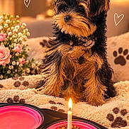 Bonny participe au concours pour gagner de l'argent avec cette photo : birthday, black_and_tan, blanket, bow, candle, dog, dog_food, flowers, fluffy, food_bowl, happy_day, indoor, living_room, long_hair, paw_print, pet, pink, plant, puppy, small_dog