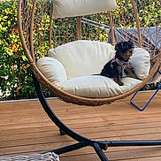 Bonny a rejoint le concours — aidez-le/la à gagner de superbes lots ! dog, small_dog, puppy, hanging_chair, outdoor, wooden_deck, cushion, pet, furniture, greenery, plants, sunlight, relaxing, summer, canine, cozy, nature, leisure, daytime, backyard