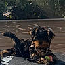 Bonny a rejoint le concours — aidez-le/la à gagner de superbes lots ! animal, black, brown, cute, daylight, dog, fence, fur, leaf, mat, nature, outdoor, pet, playful, relaxing, shadow, small_dog, sunlight, toy, wooden_deck