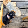 Bonny a rejoint le concours — aidez-le/la à gagner de superbes lots ! animal, black_fur, brown_fur, close_up, companion, cuddling, cute, dog, fur, light_fur, outdoor, pet, pink_bow, pink_harness, puppy, relaxing, small_dog, wood, wooden_chair, wooden_deck