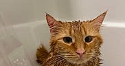 Flamingo joined the competition — help win amazing prizes! animal, bath, bathtub, cat, closeup, domestic, ears, expression, face, fur, indoor, looking, mood, orange_cat, pet, portrait, sitting, water, wet, whiskers