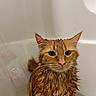 cat, wet, bathtub, orange_cat, pet, animal, fur, ears, whiskers, water, indoor, closeup, face, expression, mood, portrait, looking, sitting, bath, domestic