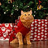cat, orange_cat, fluffy, pet, red_sweater, christmas_tree, holiday_lights, presents, gift_wrap, wooden_floor, indoor, festive, cute, animal, christmas, decorations, holiday, seasonal, cozy, background_blur