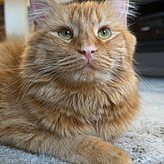 Flamingo joined the competition — help win amazing prizes! cat, orange_tabby, fluffy, green_eyes, carpet, indoor, pet, feline, relaxed, closeup, whiskers, ears, fur, portrait, home, cozy, cute, animal, resting, domestic_cat