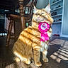 cat, orange_tabby, birthday_ribbon, indoor, sunlight, shadow, wooden_floor, chair, shelf, pet, feline, striped_shadow, celebration, pink_ribbon, birthday, fur, portrait, cute, domestic_animal, sunbeam