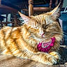 cat, orange_tabby, birthday_ribbon, indoor, sunlight, wooden_floor, feline, pet, relaxed, sleeping, close_up, animal, fur, whiskers, pink, celebration, cozy, chair, domestic, cute