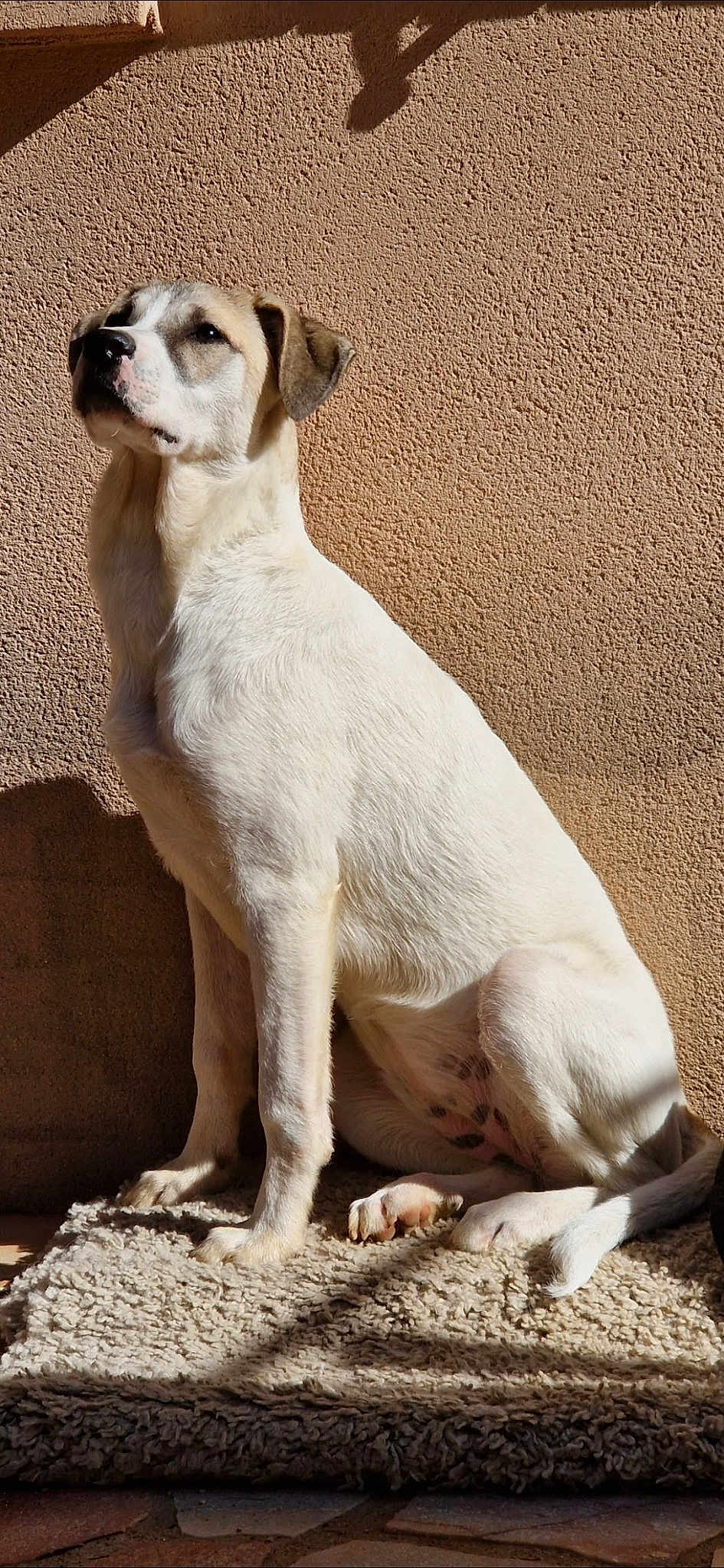 Stella
