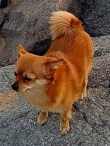 Pudgy participe au concours pour gagner de l'argent avec cette photo : ancient_dog_breeds, canidae, carnivore, companion_dog, corgi_chihuahua, dog, dog_breed, fawn, fur, german_spitz_mittel, non_sporting_group, road_surface, snout, spitz, sporting_group, tail, terrestrial_animal, whiskers, windscreen_wiper, working_animal