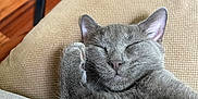 Frankie is registered to the contest to win money with this photo: cat, gray_cat, sleeping, paw, cushion, beige, furniture, wood_floor, indoor, pet, cozy, relaxed, closeup, whiskers, ears, fur, home, resting, cute, nap