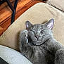 cat, gray_cat, sleeping, paw, cushion, beige, furniture, wood_floor, indoor, pet, cozy, relaxed, closeup, whiskers, ears, fur, home, resting, cute, nap