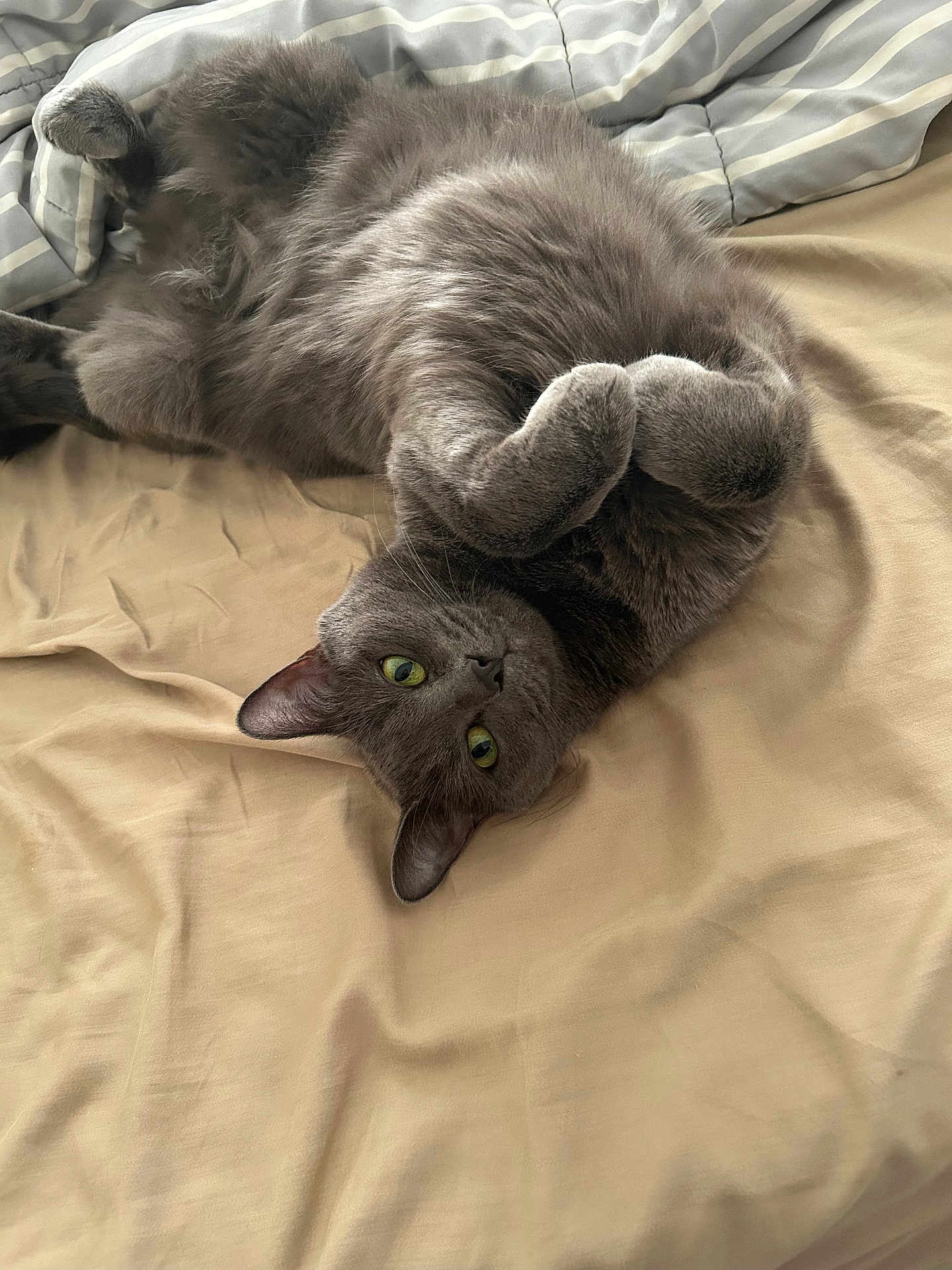 Frankie is registered to the contest to win money with this photo: cat, gray_cat, pet, bed, blanket, indoor, feline, curious, cute, fur, animal, whiskers, green_eyes, relaxed, playful, domestic_cat, upside_down, paws, soft, cozy