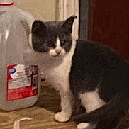 Stella is registered to the contest to win money with this photo: kitten, cat, gray_and_white, indoor, wooden_floor, jug, curious, pet, animal, small, young, pink_object, floor, container, domestic, cute, feline, household, standing, looking