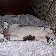 Pearl is registered to the contest to win money with this photo: animal, bed, brown, cat, comfort, cozy, cute, domestic, feline, fluffy_blanket, fur, indoor, paws, peaceful, pet, quiet, relaxed, resting, sleeping, white