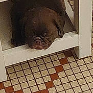 Titi participe au concours pour gagner de l'argent avec cette photo : dog, sleeping, brown_dog, furniture, cubbyhole, tile_floor, indoors, resting, cozy, pet, animal, brown, snout, quiet, home, small_space, floor_tiles, square_tiles, patterned_floor, relaxed