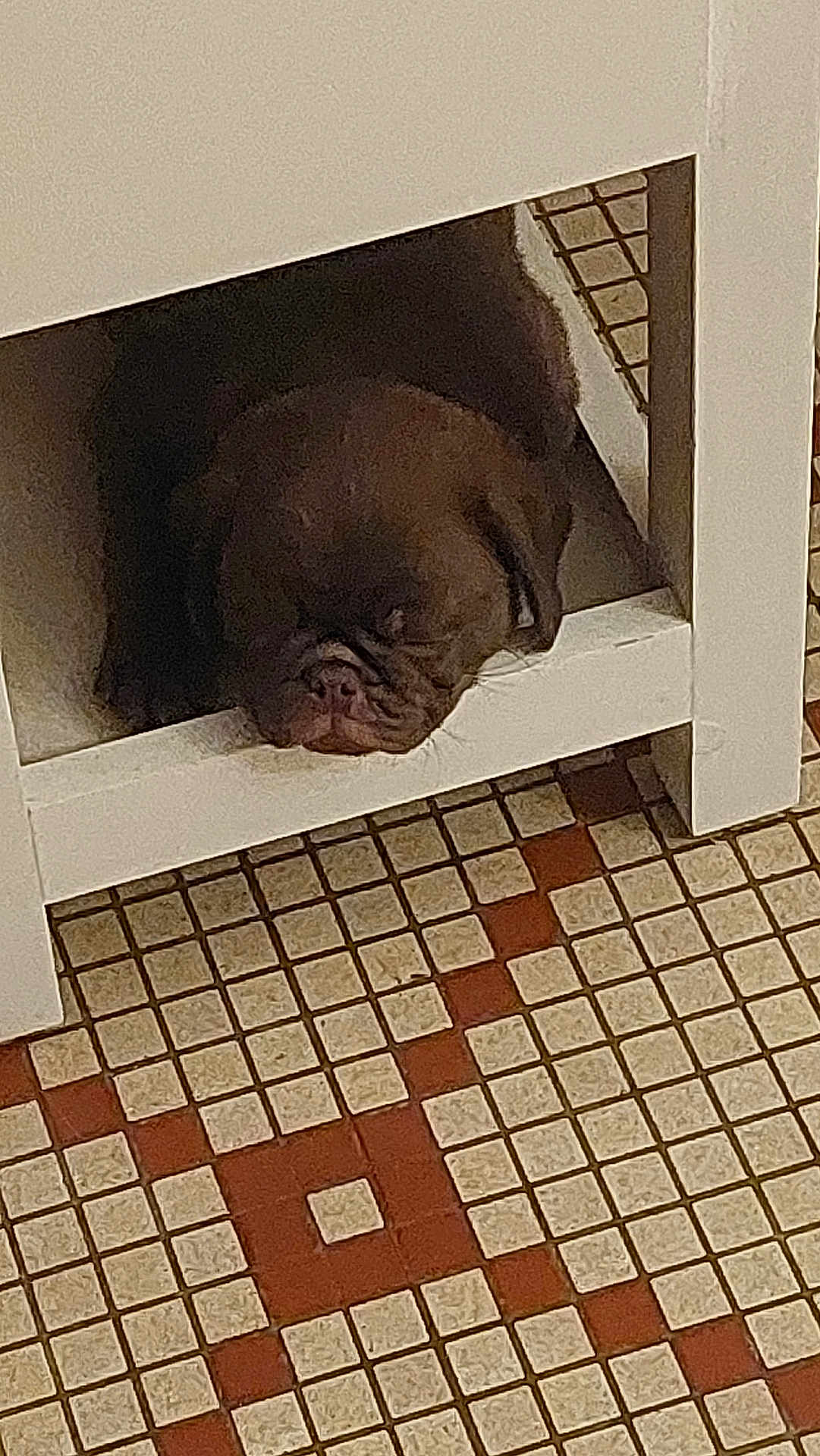 Titi participe au concours pour gagner de l'argent avec cette photo : dog, sleeping, brown_dog, furniture, cubbyhole, tile_floor, indoors, resting, cozy, pet, animal, brown, snout, quiet, home, small_space, floor_tiles, square_tiles, patterned_floor, relaxed