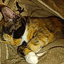 cat, calico_cat, sleeping, cozy, blanket, fur, paw, closeup, pet, animal, resting, soft, warm, comfort, indoor, cute, adorable, relaxed, feline, snuggled