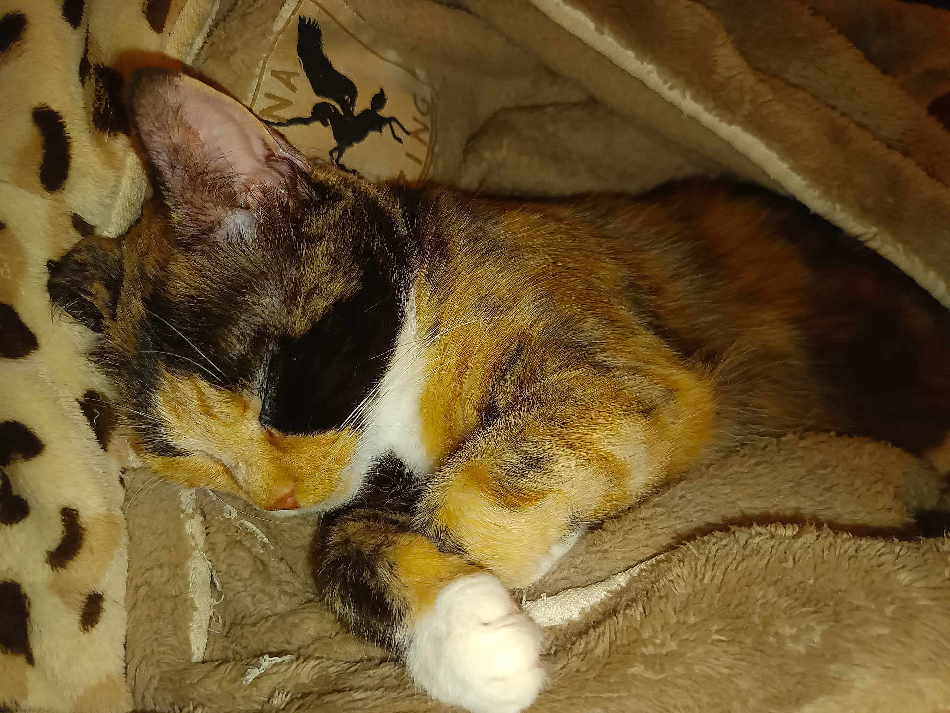 Nayu a rejoint le concours — aidez-le/la à gagner de superbes lots ! cat, calico_cat, sleeping, cozy, blanket, fur, paw, closeup, pet, animal, resting, soft, warm, comfort, indoor, cute, adorable, relaxed, feline, snuggled