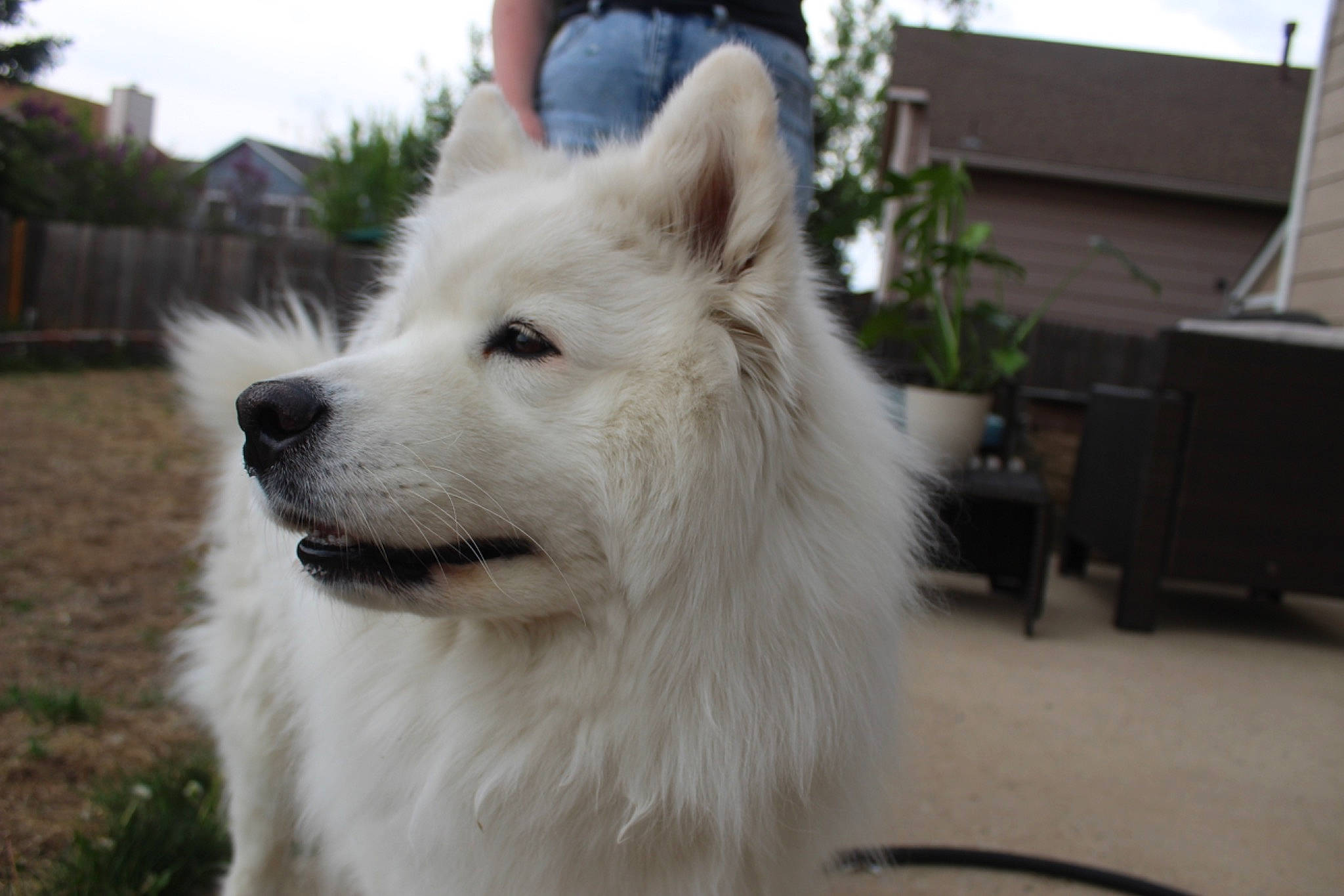 Aspen joined the competition — help win amazing prizes! canidae, carnivore, companion_dog, dog, dog_breed, fang, fur, german_spitz, german_spitz_klein, german_spitz_mittel, japanese_spitz, plant, samoyed, spitz, sporting_group, tree, volpino_italiano, whiskers, working_animal, working_dog