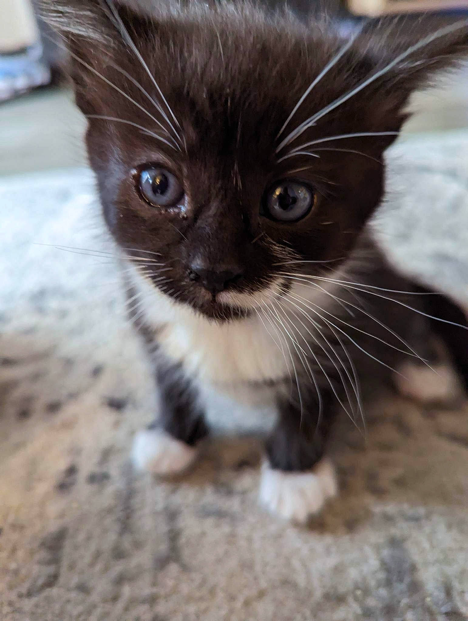 Muffin is registered to the contest to win money with this photo: black_cat, carnivore, cat, claw, domestic_short_haired_cat, fawn, felidae, flooring, fur, paw, small_to_medium_sized_cats, snout, tail, terrestrial_animal, whiskers