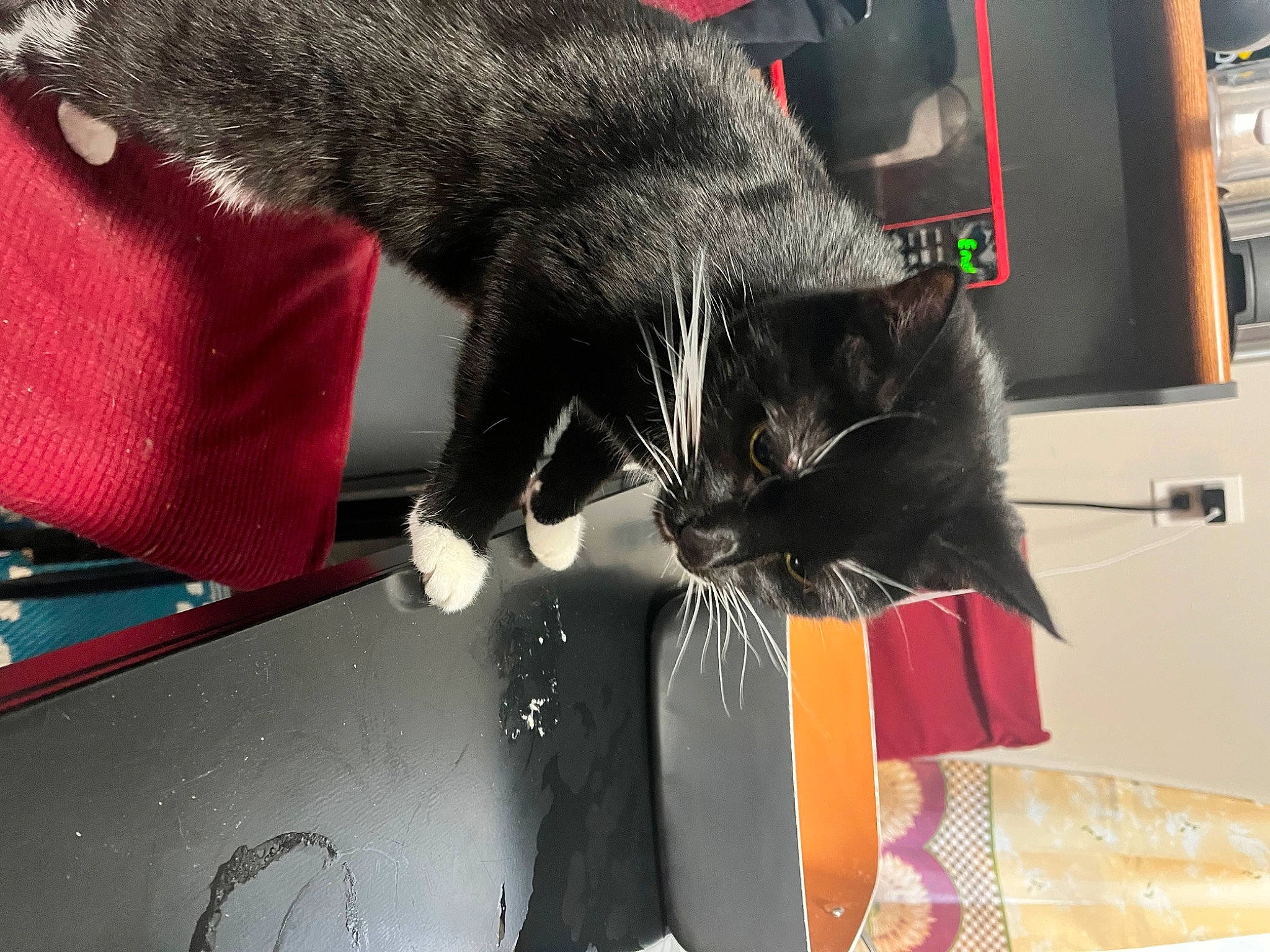 Pumpkin is registered to the contest to win money with this photo: black_cat, carmine, carnivore, cat, claw, comfort, domestic_short_haired_cat, felidae, fur, gesture, paw, small_to_medium_sized_cats, snout, tail, whiskers