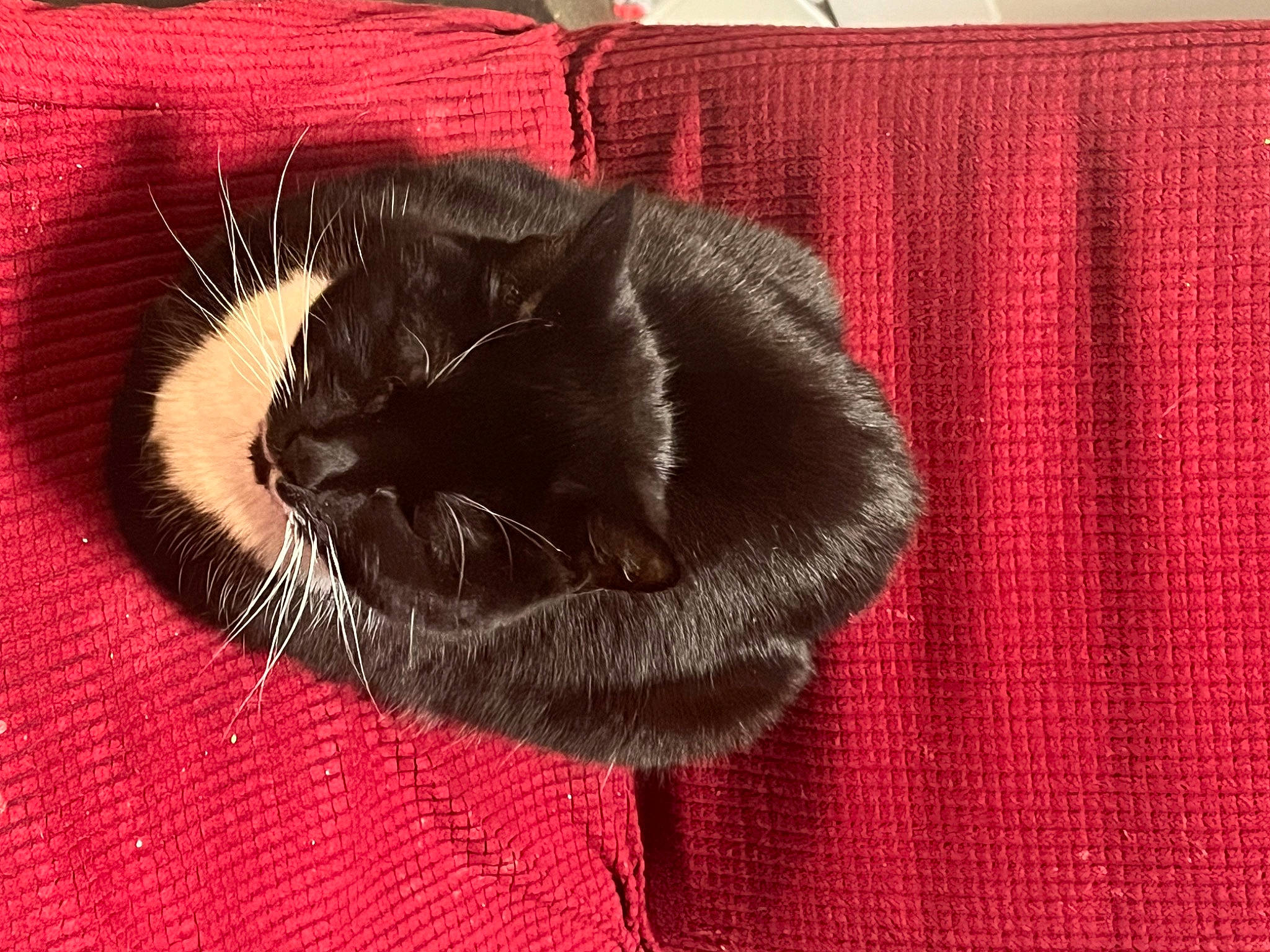 Pumpkin joined the competition — help win amazing prizes! black_cat, brown, carmine, carnivore, cat, cat_supply, comfort, domestic_short_haired_cat, felidae, flooring, fur, grey, linens, nap, pattern, small_to_medium_sized_cats, snout, tail, tints_and_shades, whiskers