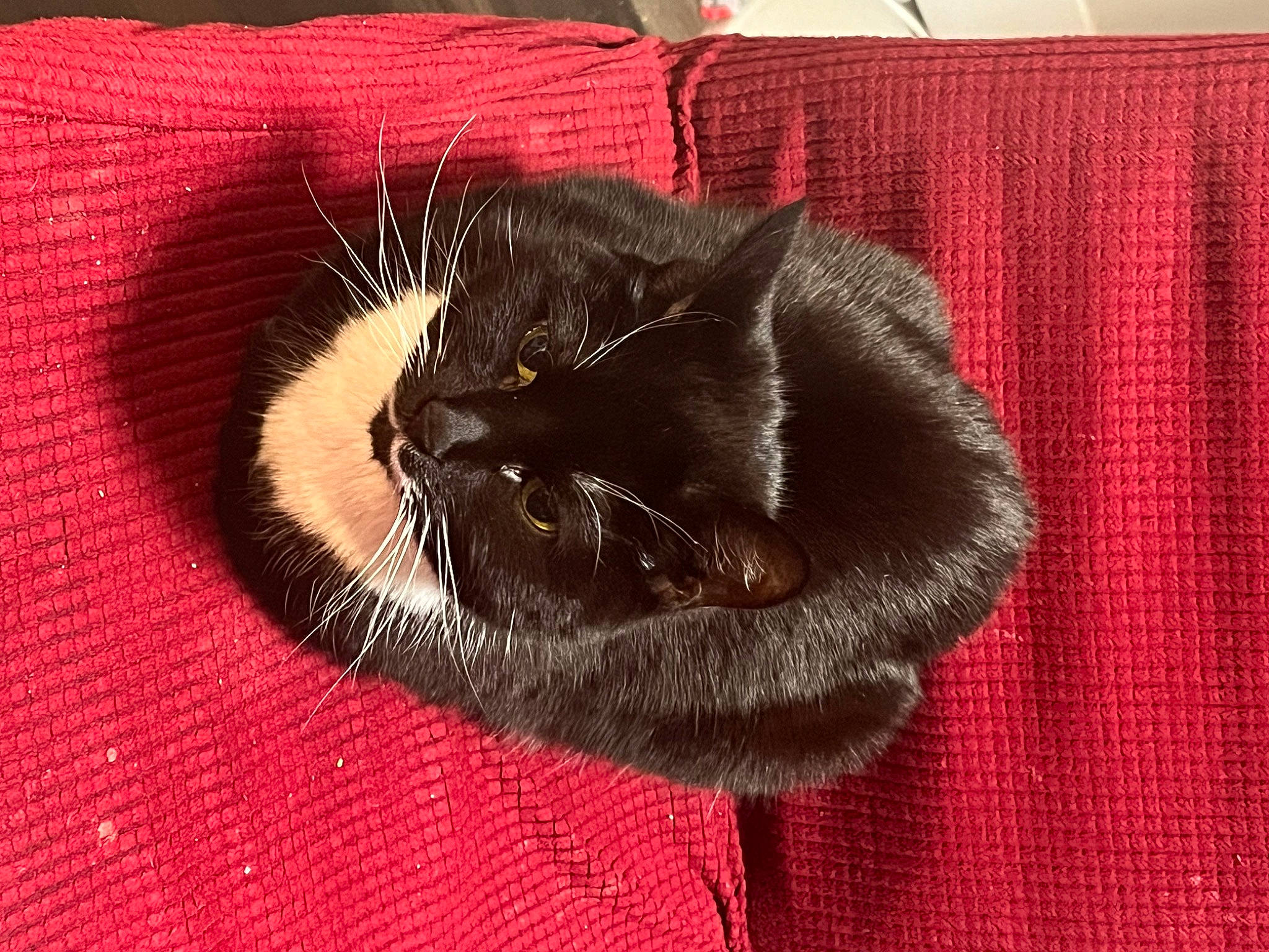 Pumpkin joined the competition — help win amazing prizes! black_cat, bombay, carnivore, cat, cat_supply, claw, comfort, domestic_short_haired_cat, felidae, fur, nap, small_to_medium_sized_cats, snout, tail, terrestrial_animal, whiskers