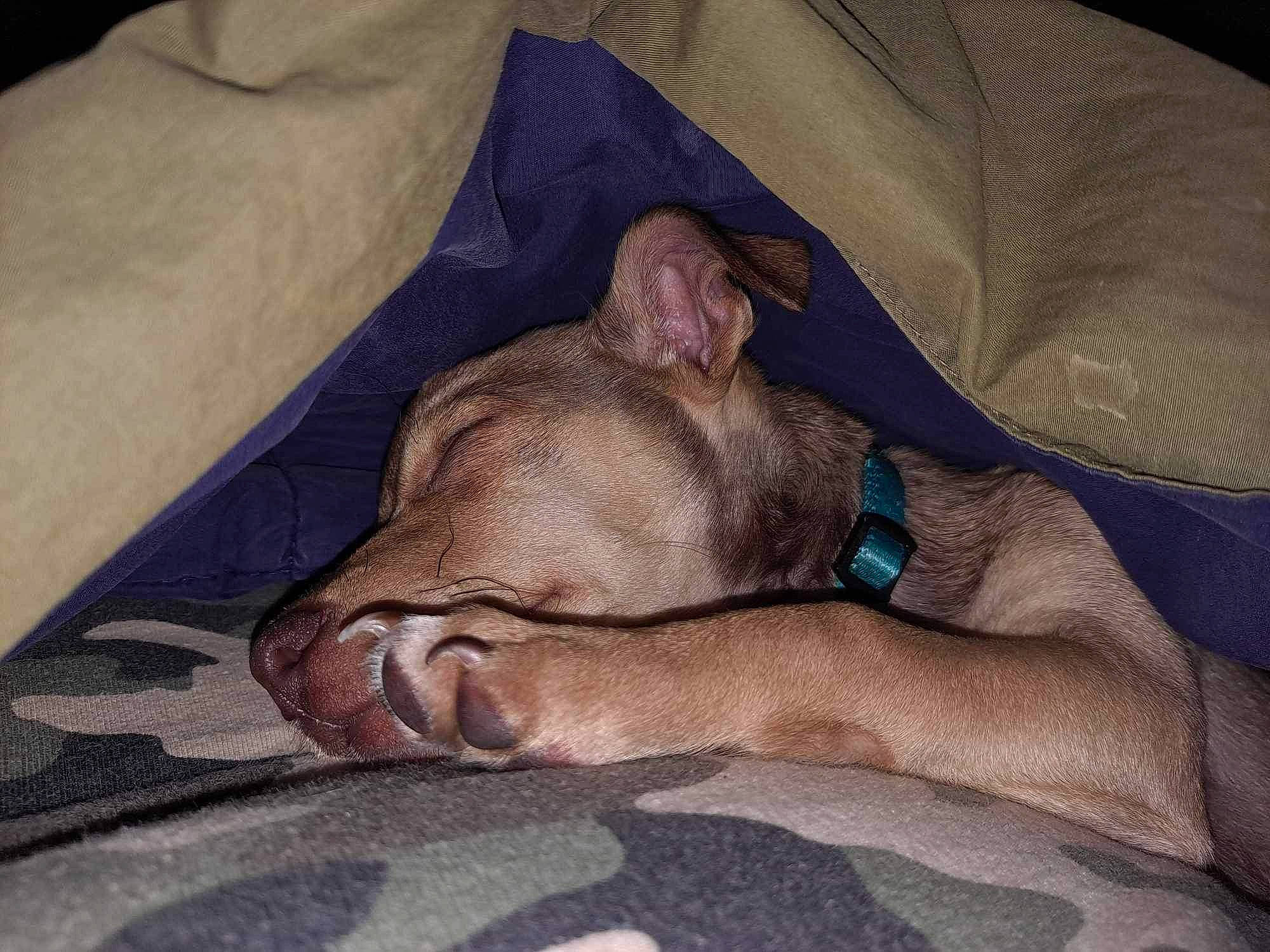 Cooper joined the competition — help win amazing prizes! canidae, carnivore, comfort, companion_dog, dog_breed, fawn, felidae, flesh, foot, fur, grey, human_leg, linens, nap, paw, sleep, small_to_medium_sized_cats, sporting_group, whiskers, wrinkle