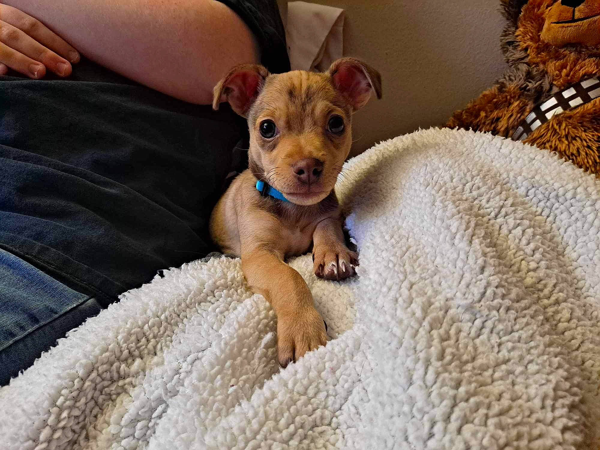 Cooper joined the competition — help win amazing prizes! carnivore, chihuahua, comfort, companion_dog, dog, dog_breed, dog_supply, fawn, fur, linens, liver, paw, pet_supply, snout, terrestrial_animal, terrier, toy_dog, whiskers, working_animal