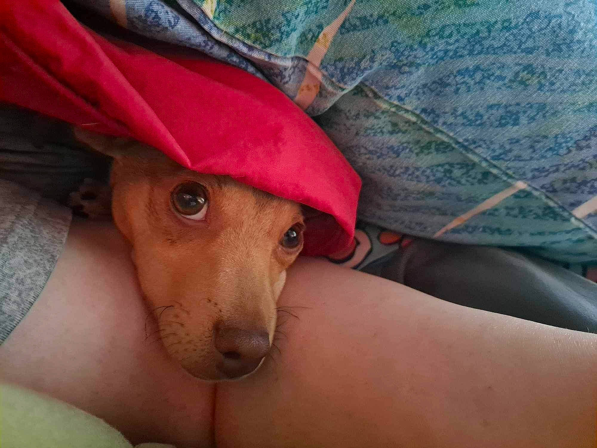 Cooper is registered to the contest to win money with this photo: baseball_cap, cap, carnivore, companion_dog, dog, dog_breed, fawn, fedora, glasses, grass, hat, human_leg, personal_protective_equipment, plant, snout, sporting_group, sun_hat, sunglasses, whiskers, working_animal