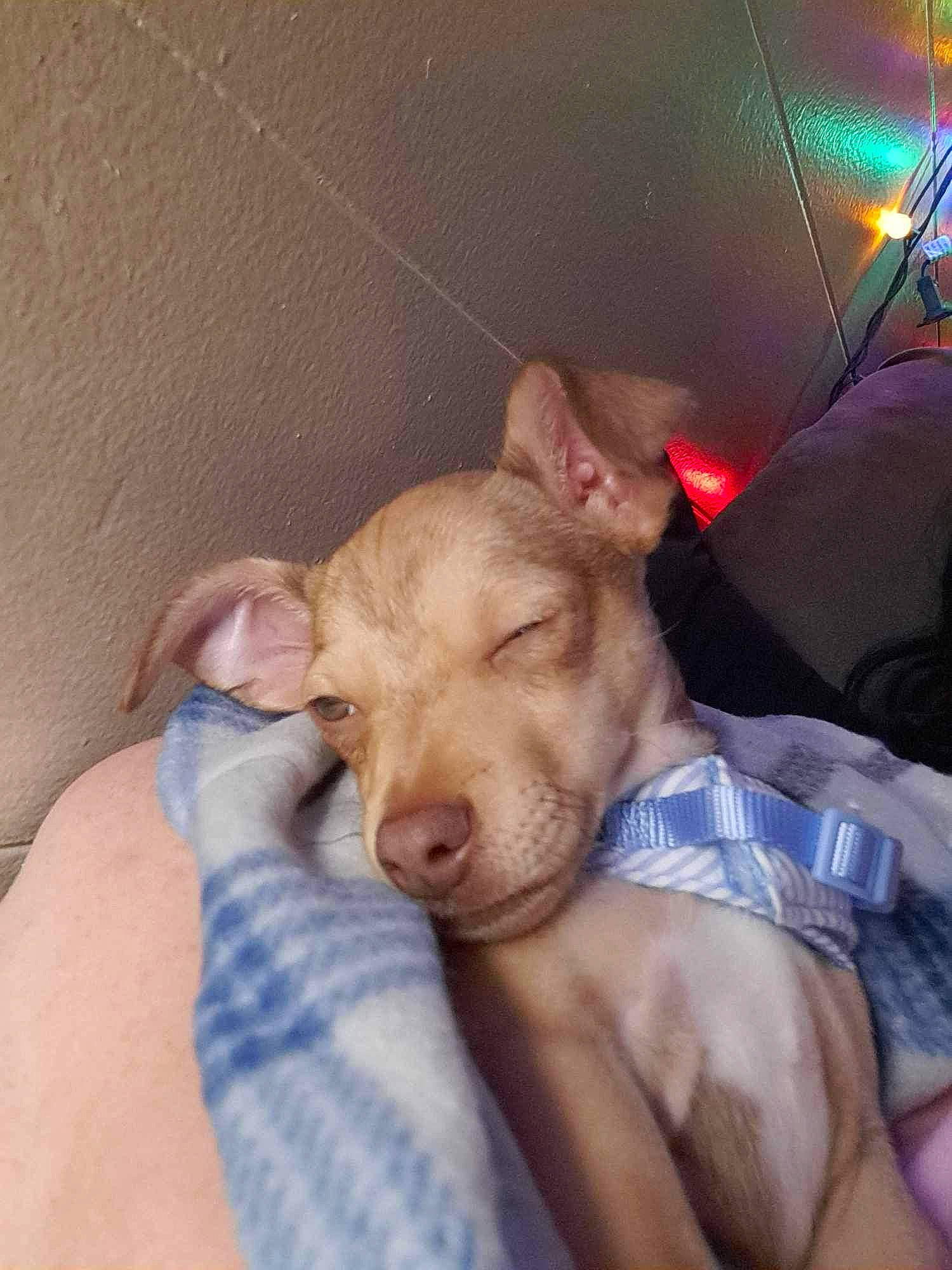 Cooper joined the competition — help win amazing prizes! canidae, carnivore, comfort, companion_dog, dog, dog_breed, ear, fawn, flesh, foot, fur, human_leg, liver, non_sporting_group, snout, sporting_group, terrestrial_animal, toy_dog