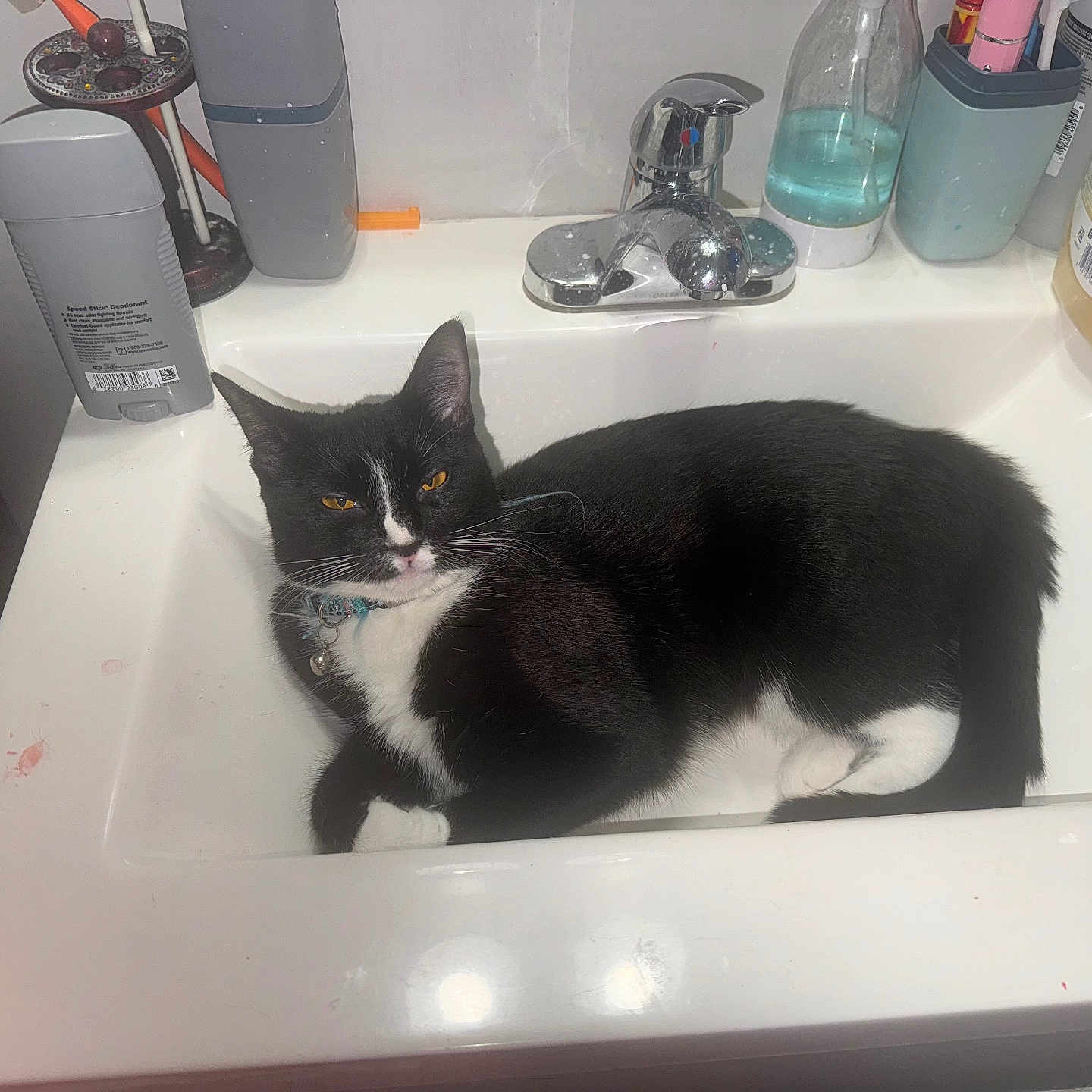 Riley is registered to the contest to win money with this photo: animal, basin, bathing, bathtub, beverage, bottle, brush, cat, device, doublesink, juice, kitten, manx, person, pet, sink, sinkfaucet, tap, tool, tub