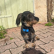 Gargamel a rejoint le concours — aidez-le/la à gagner de superbes lots ! animal, beige_wall, blue_collar, brick_pavement, curious, daylight, dog, dry_vines, green_door, outdoor, pet, plants, scruffy_coat, shadow, side_view, small_dog, standing, sunlight, texture, wooden_door