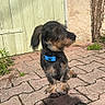animal, beige_wall, blue_collar, brick_pavement, curious, daylight, dog, dry_vines, green_door, outdoor, pet, plants, scruffy_coat, shadow, side_view, small_dog, standing, sunlight, texture, wooden_door