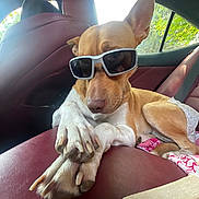 Hennessey is registered to the contest to win money with this photo: dog, sunglasses, car_interior, leather_seat, paw, relaxed, chew_toy, window, sunlight, pet, animal, canine, casual, cute, companion, indoor, seatbelt, brown, white, resting