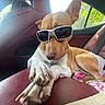 dog, sunglasses, car_interior, leather_seat, paw, relaxed, chew_toy, window, sunlight, pet, animal, canine, casual, cute, companion, indoor, seatbelt, brown, white, resting