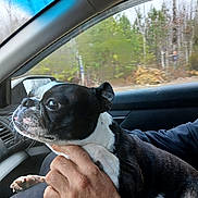 Nunu joined the competition — help win amazing prizes! animal, black_and_white, boston_terrier, car_interior, closeup, companion, dog, furry, hand, human_hand, lap, looking_out, nature, pet, portrait, seat, tongue_out, travel, trees, window